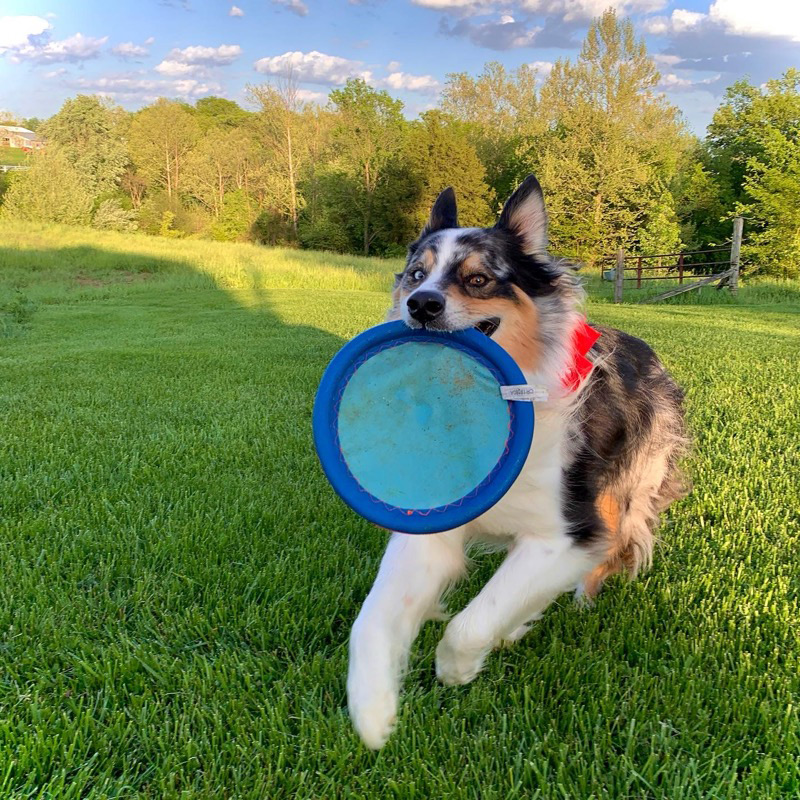 Duke Veterinary Care | Best Vet Clinic In Perryville, MO