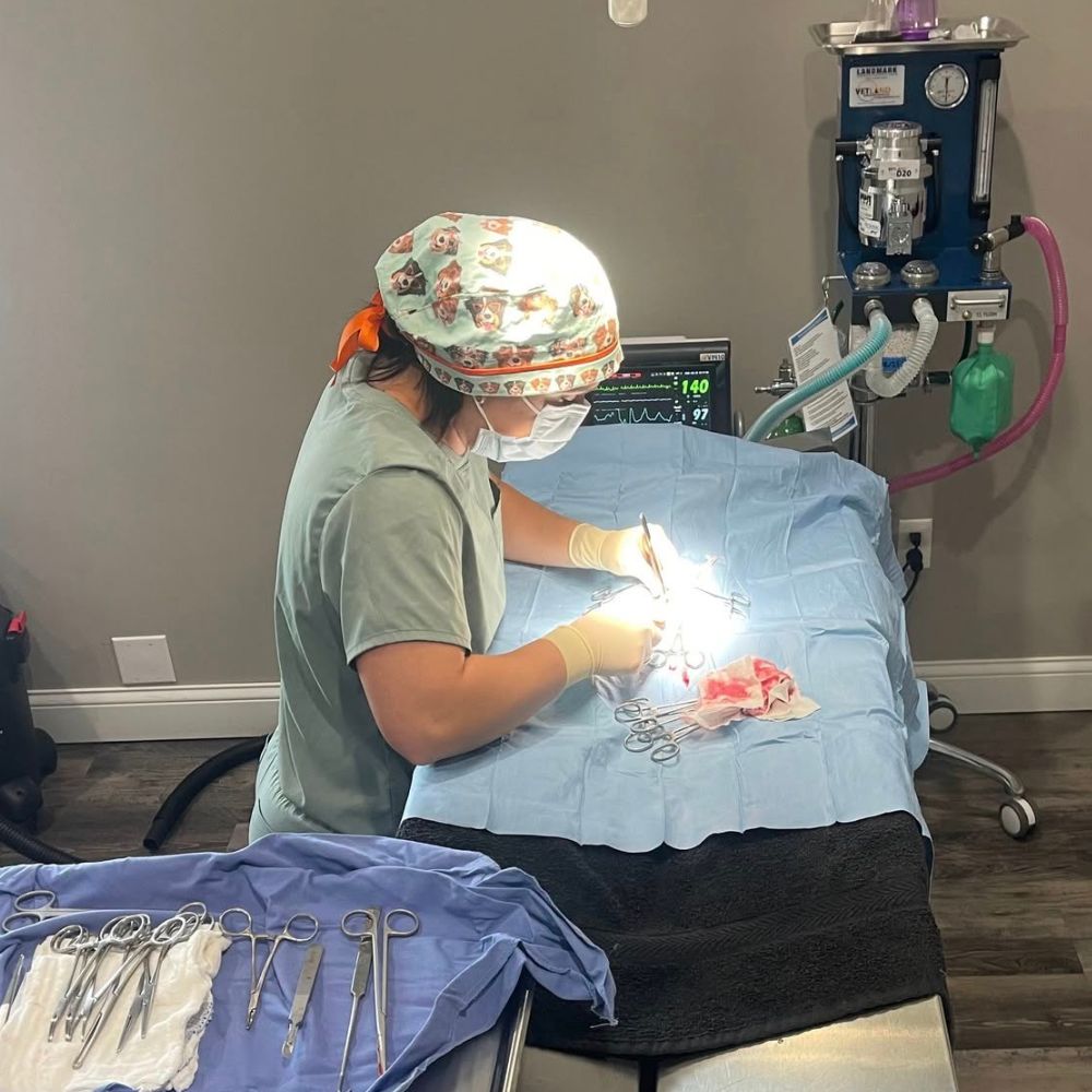 a vet is performing surgery on a patient in an operating room a vet is performing surgery on a patient in an operating room