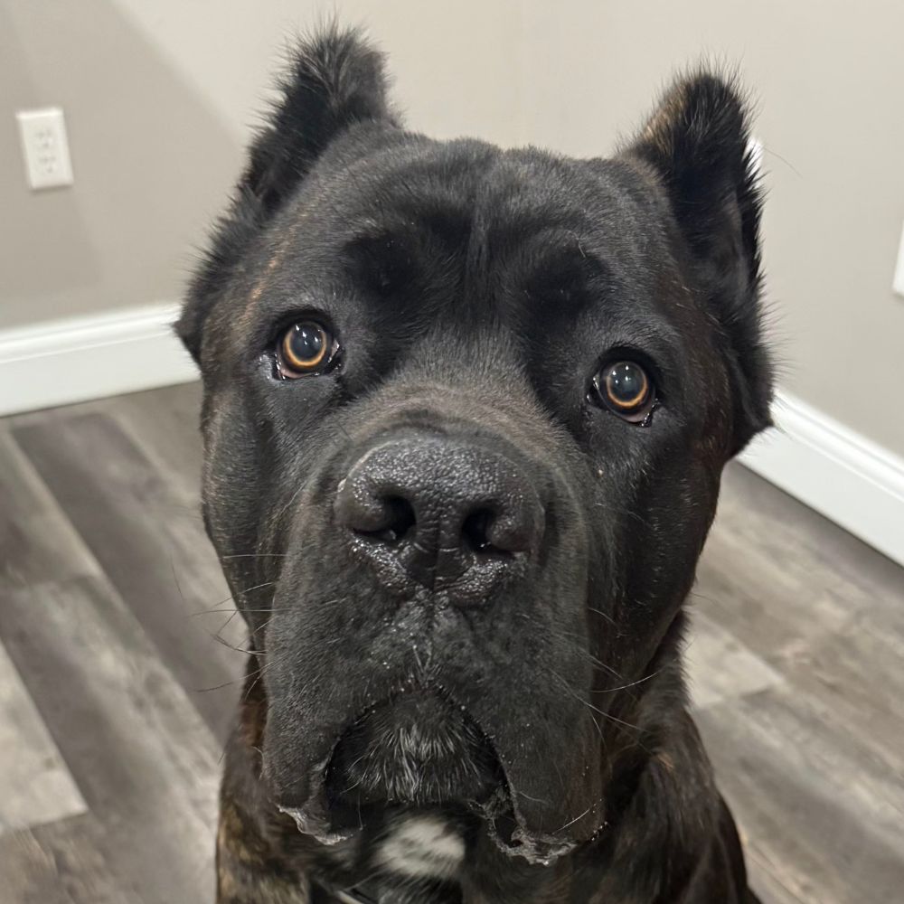 Pet Vaccinations Pet Vaccinations