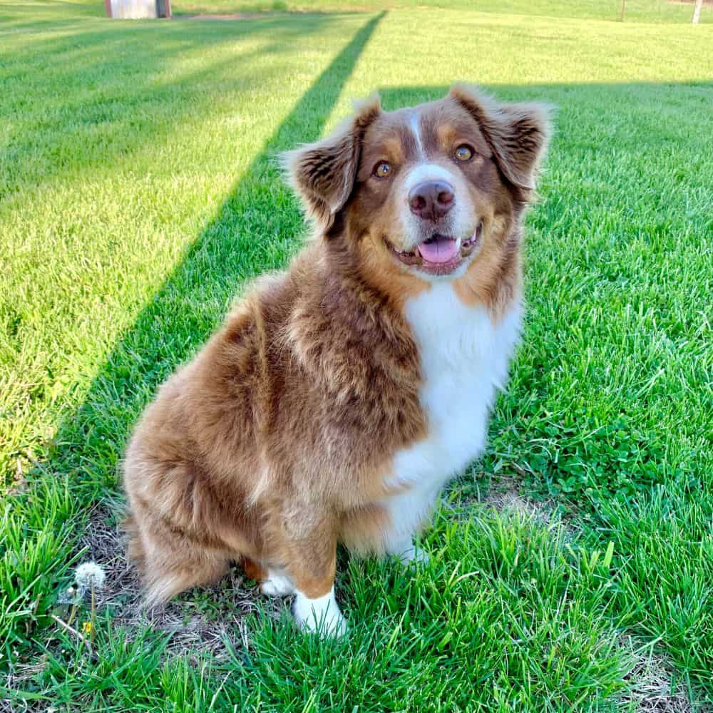 a brown and white dog sitting in the grass-min a brown and white dog sitting in the grass-min