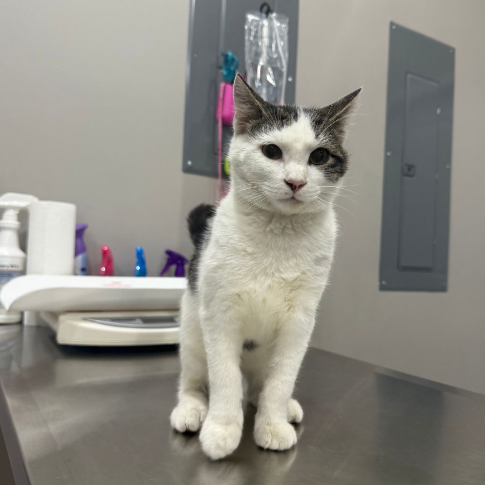 a cat sitting on a metal table a cat sitting on a metal table
