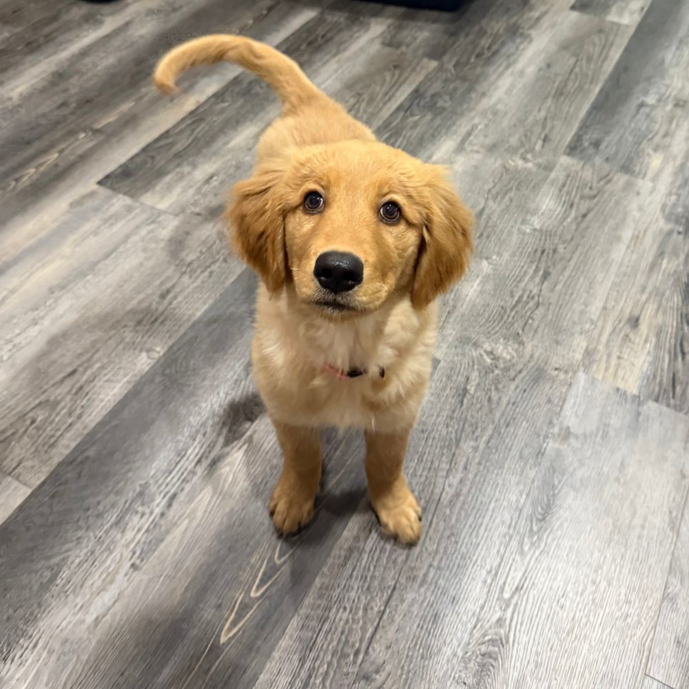 a golden retriever puppy standing on a wooden floor