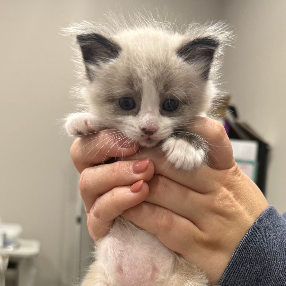 a person holding a small kitten in their hands a person holding a small kitten in their hands