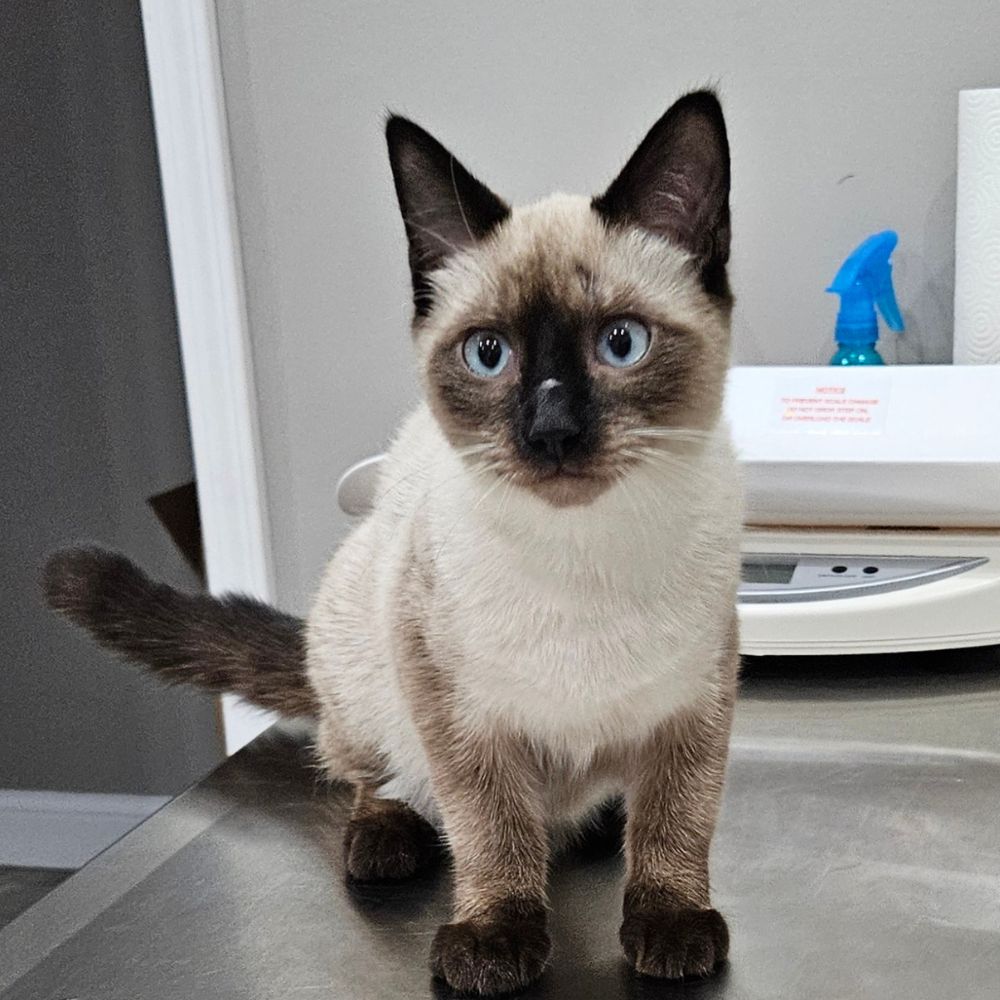 a siamese cat sitting on top of a table a siamese cat sitting on top of a table