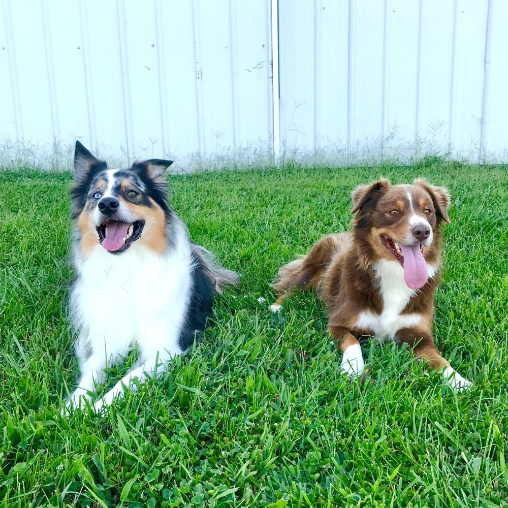 two dogs sitting in the grass next to each other